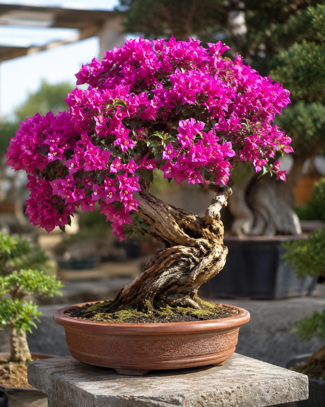 Flowering bougainvillea bonsai
