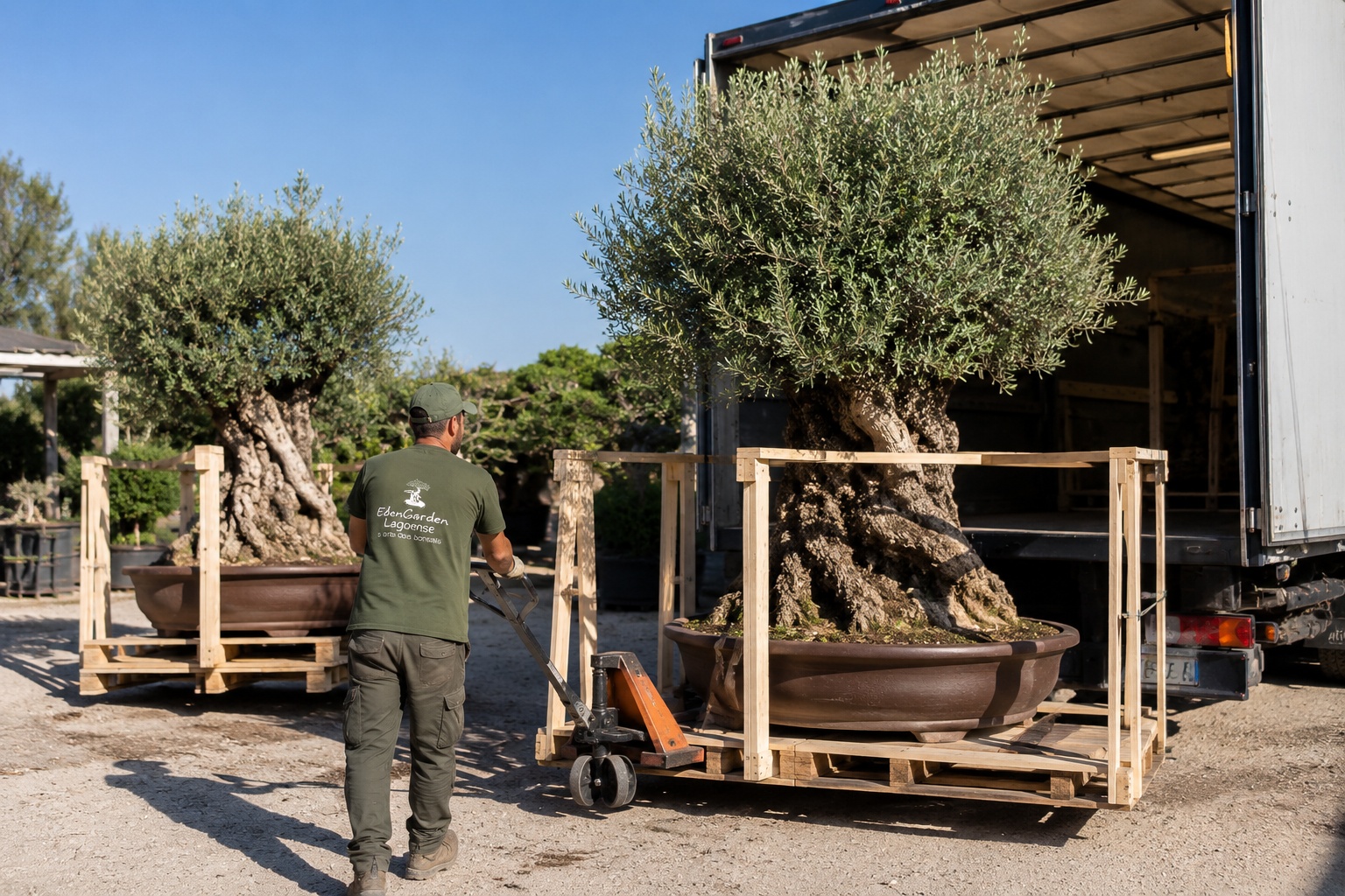 Loading a large olive bonsai for shipping