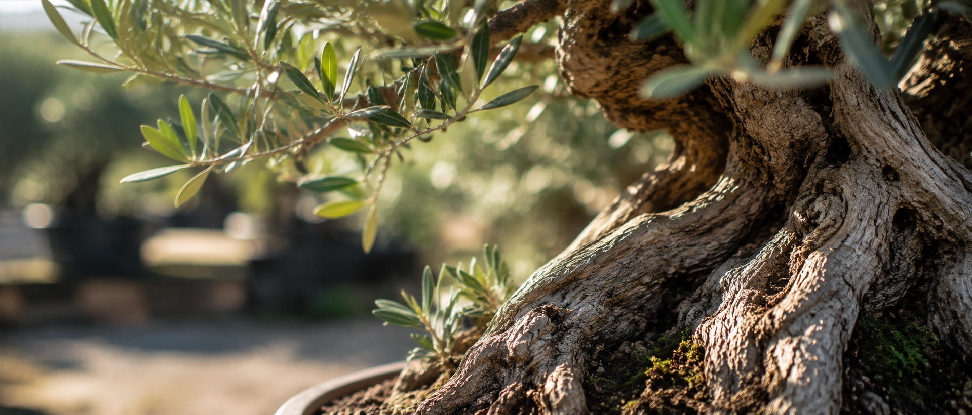 Close-up of olive foliage and twisting bark in backlight